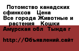 Потомство канадских сфинксов › Цена ­ 15 000 - Все города Животные и растения » Кошки   . Амурская обл.,Тында г.